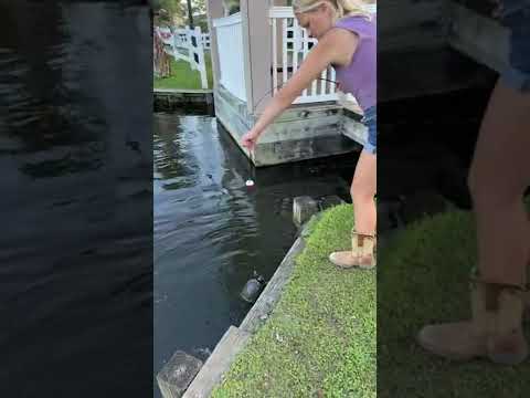 Feeding ducks