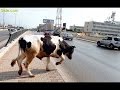 شاهد ماذا فعلت بقرة ثائرة بمغاربة يوم العيد