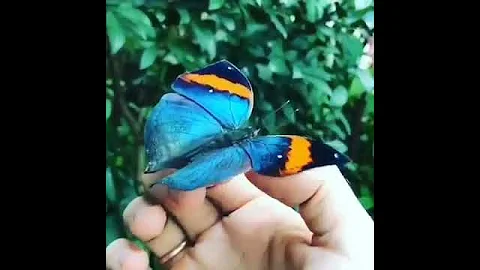 🦋Бабочка каллима