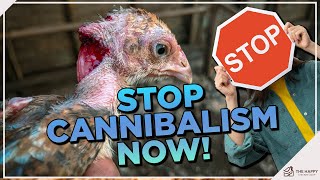 The Dark Side of Keeping Chickens: Understanding and Preventing Poultry Cannibalism by The Happy Chicken Coop 13,070 views 5 months ago 8 minutes, 4 seconds