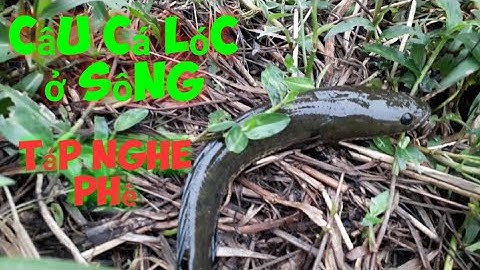 Câu cá lóc bằng vịt cá sông táp nghe phê/san va bat