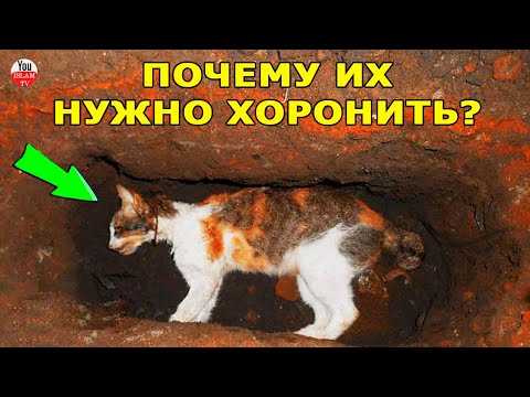 НЕ ВЫДУМКА! НАСТОЯЩАЯ ПРИЧИНА, ПО КОТОРОЙ КОШЕК СЛЕДУЕТ ХОРОНИТЬ \\ ЖИВОТНЫЕ В ИСЛАМЕ