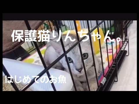 りんちゃん - YouTube