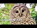 Haunt of the Barred Owl | Nature Documentary | Owls of the Northern Boreal Forest | Canada Wild 🇨🇦