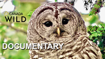 Haunt of the Barred Owl | Wildlife Documentary | Savvy Owls of the Boreal Forest | Canada Wild 🇨🇦