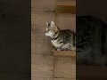Cute Cat Catlovers Cat Catshorts Cute Cat Catlovers Cat Catshorts