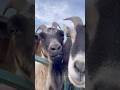 Goaten Girls 🐐 #farm #goat #animals #cute #fun #farming #equestrian #silly #farmanimals #adorable