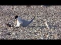 Space Center Least Terns