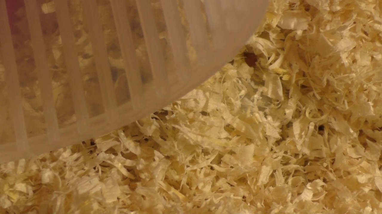 Джунгарский хомячок. Сколько живет джунгарский хомяк?