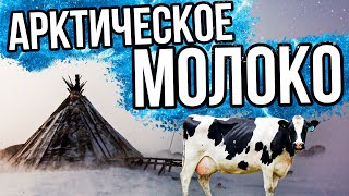 1 День На Производстве - Молочка На Крайнем Севере | Специальный Репортаж