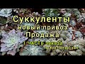 Суккуленты.Новый привоз.Продажа.1 часть заказа.