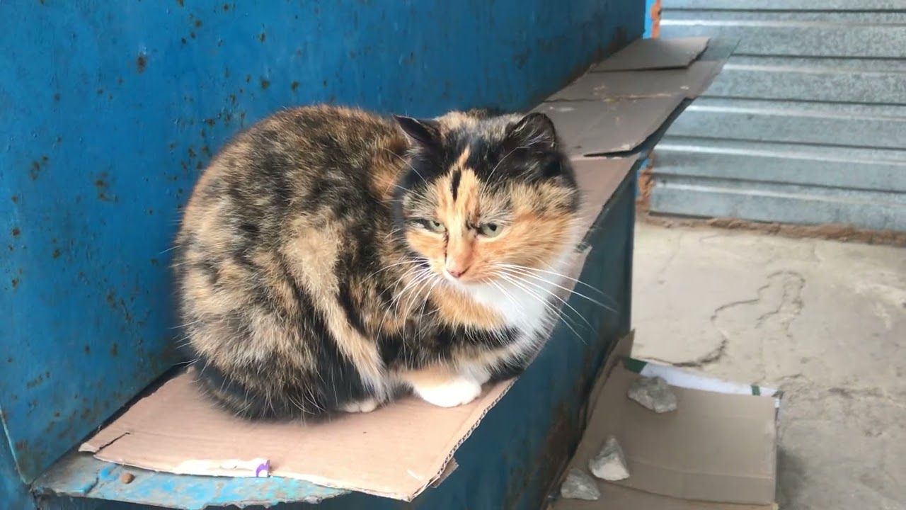 Super Beauty Cat Larisa Doesn't Leave Her Man's Side