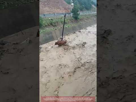 Cattle Wading Through Muddy Flood Channel