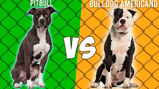 Pitbull VS Bulldog Americano  Quien gana?