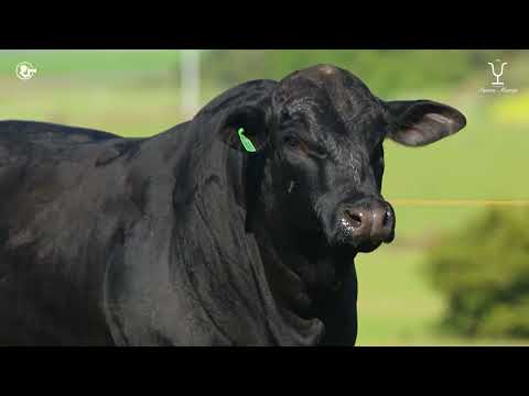 Lote 04   TAT 118 M Brangus