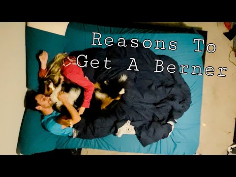 Reasons You SHOULD Get A Bernese Mountain Dog