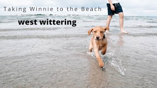 LABRADOR PUPPY AT THE BEACH FOR THE FIRST TIME // WINNIE WEBBER DIARIES AT WEST WITTERING