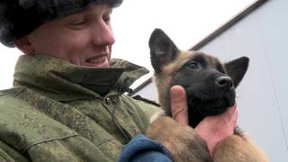 Росгвардия. Служебные собаки нужны Росгвардия. Служебные собаки нужны