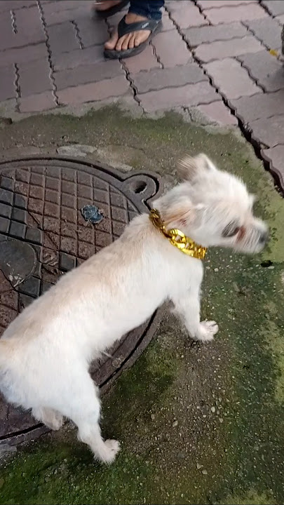 ra đường vàng cứ phải đeo để gây ấn tượng #remix #dj #edm #music #sound