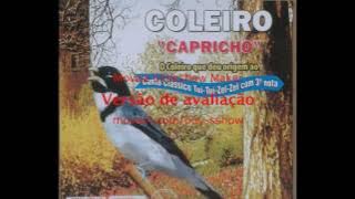canto para encarte de coleiro (Melhor canto de todos tempos)