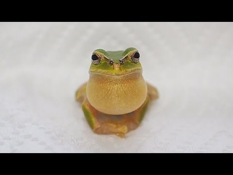 飼い主が40度の熱をだして寝込んでしまいました I had a fever of 40