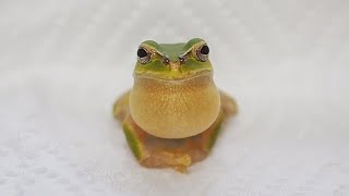 飼い主が40度の熱をだして寝込んでしまいました I had a fever of 40