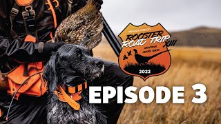 Rooster Road Trip XIII Ep.3: Wind, Rain, and Roosters
