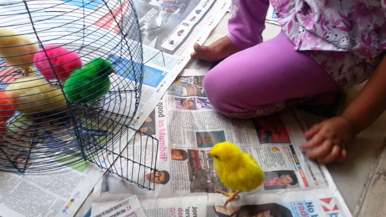 Kids playing with chicks YouTube