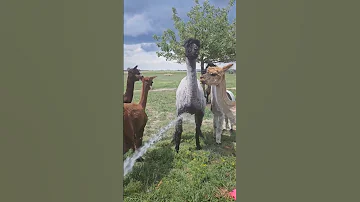 Remmi Our Llama Loves To Be Sprayed By The Hose She Isn T Super Friendly Comes Running For It 