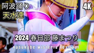 『阿波踊り 天水連』2024年春日部 藤まつり②【2024年 阿波踊り始動！】2024年4月28日│春日部イベント│festival japan│awaodori│越谷市中心で活動の天水連