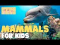 Mammals: Characteristics and Facts