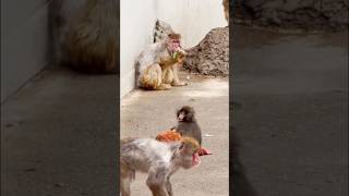 👑London Punch: The absolute king of every heart ♥️in the world #punch #love #viral #music #monkey