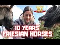 Thanks you so much!! 10 years of Friesian Horses on YouTube!😍 | Friesian Horses