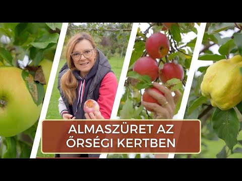 Almaszüret az őrségi kertben
