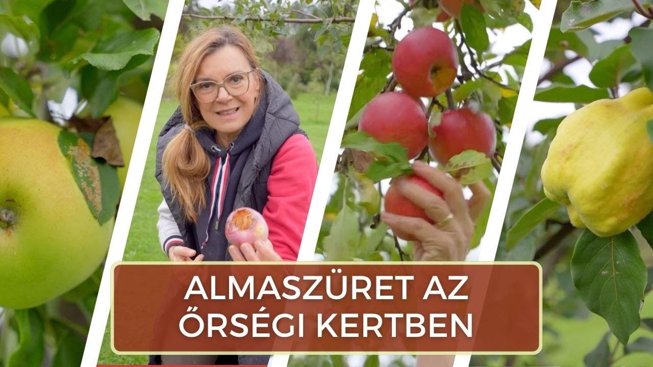 Almaszüret az őrségi kertben