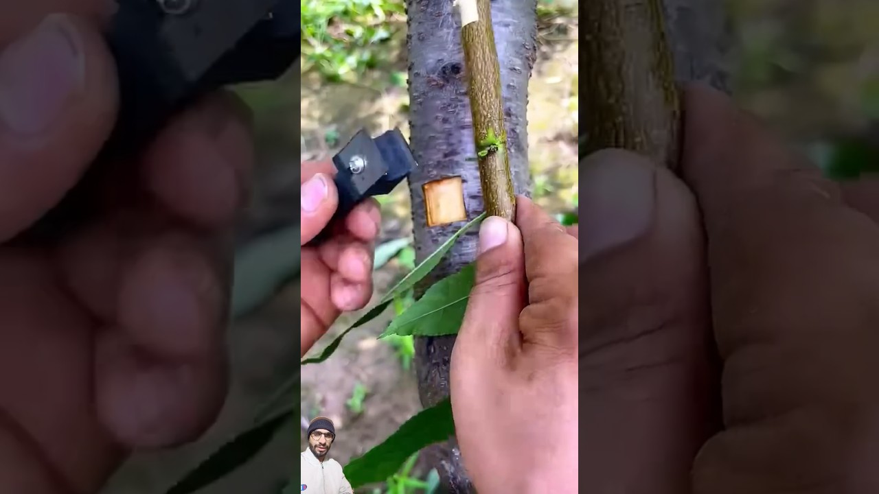Branch grafting technique 