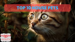 أفضل 10 حيوانات أليفة للمنزل | Top 10 best pets of the year