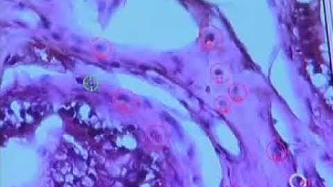 Laser Microdissection  Introduction to MMI System