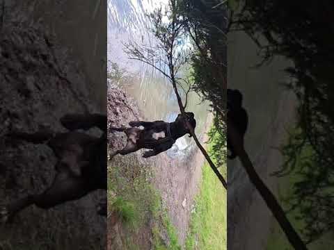 ⚠️❓Bad behavior or Bad Boy ?!  Staffordshire Bull Terrier  #viral #fyp #dogs #norway