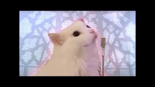 Never gonna Meow you up 10 hours version