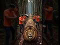 “Unbelievable! Giant Lion Rescued from Wooden Trap 😭🦁” #animals #funny #shorts #usa #viral #comedy