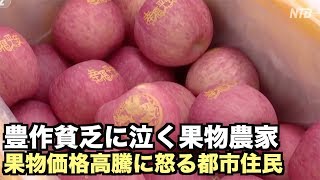 （日＋中）豊作貧乏に泣く果物農家 果物価格高騰に怒る都市住民【禁聞】大陸水果市場出「怪象」 誰是禍首?