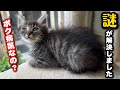 子猫を保護すると必ず体調を崩す謎を獣医師に尋ねました