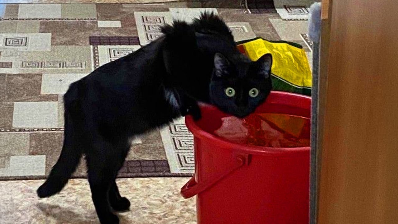 Кошки создают полный хаос в течение 30 минут 😹 Смешное видео с кошками 2025 года