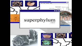 element8 - superphylum