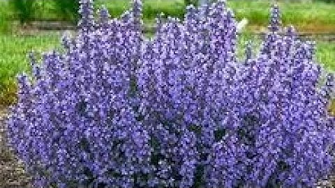 Catmint  Medicinal Benefits