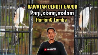 Inilah Rawatan CENDET GACOR dari pagi sampai malam||Untuk harian dan lomba