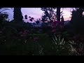 #evening #naturesounds #peaceful