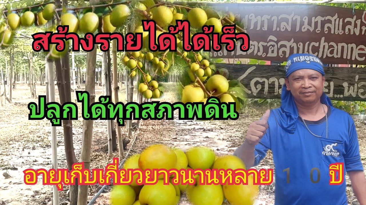 เผยเทคนิคและวิธีการดูแลพุทราช่วงที่ดูแลง่ายที่สุดให้ผลผลิตดีสูตรปุ๋ยสูตรฮอร์โมนต่างๆจากสวนยูทูปเบอร์