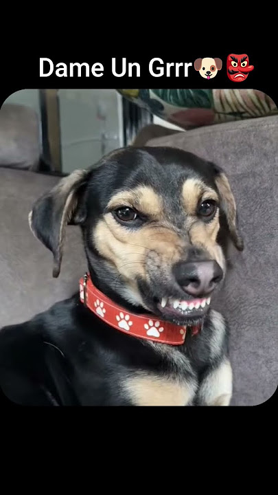 Dame Un grrr 🐶👺 #shorts #usethissound  #trending #viral #dog #funny #memes